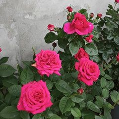 Noblesse Rose