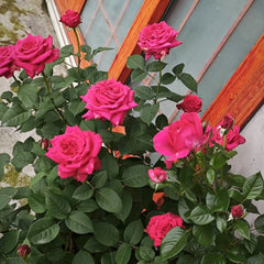 Noblesse Rose