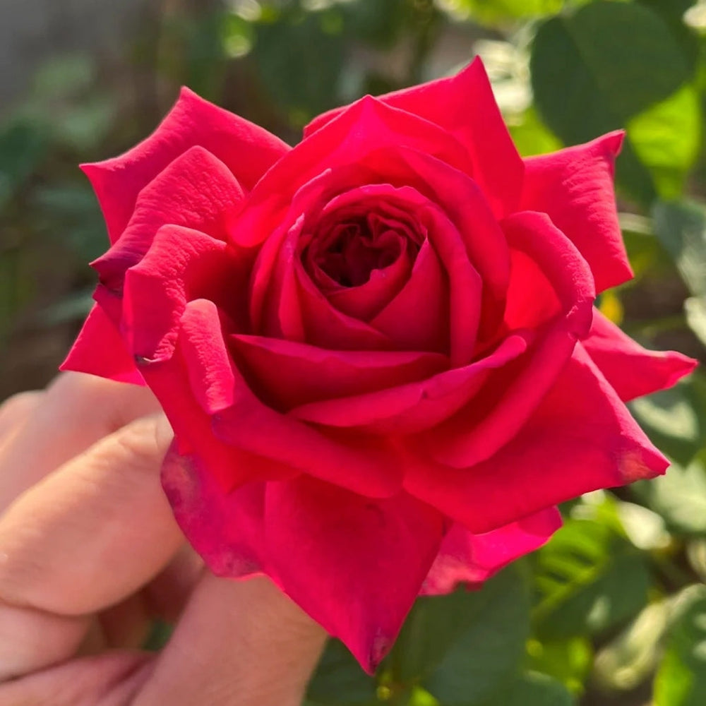 Noblesse Rose