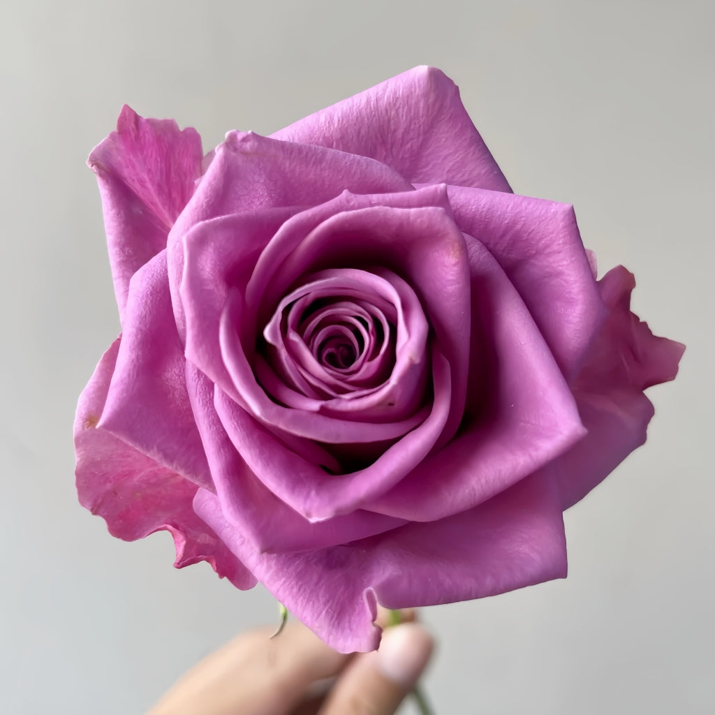 Nocturne Rose