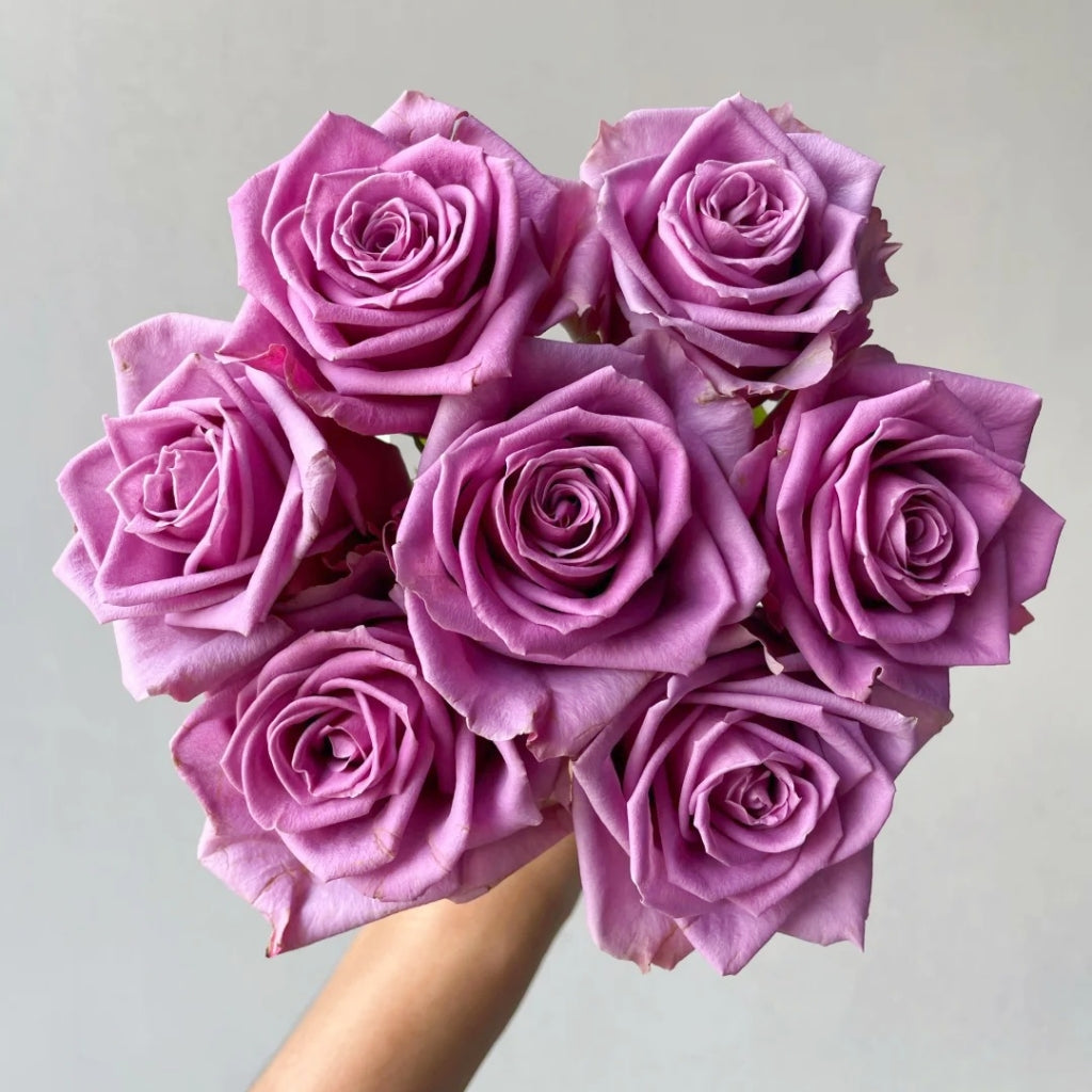 Nocturne Rose