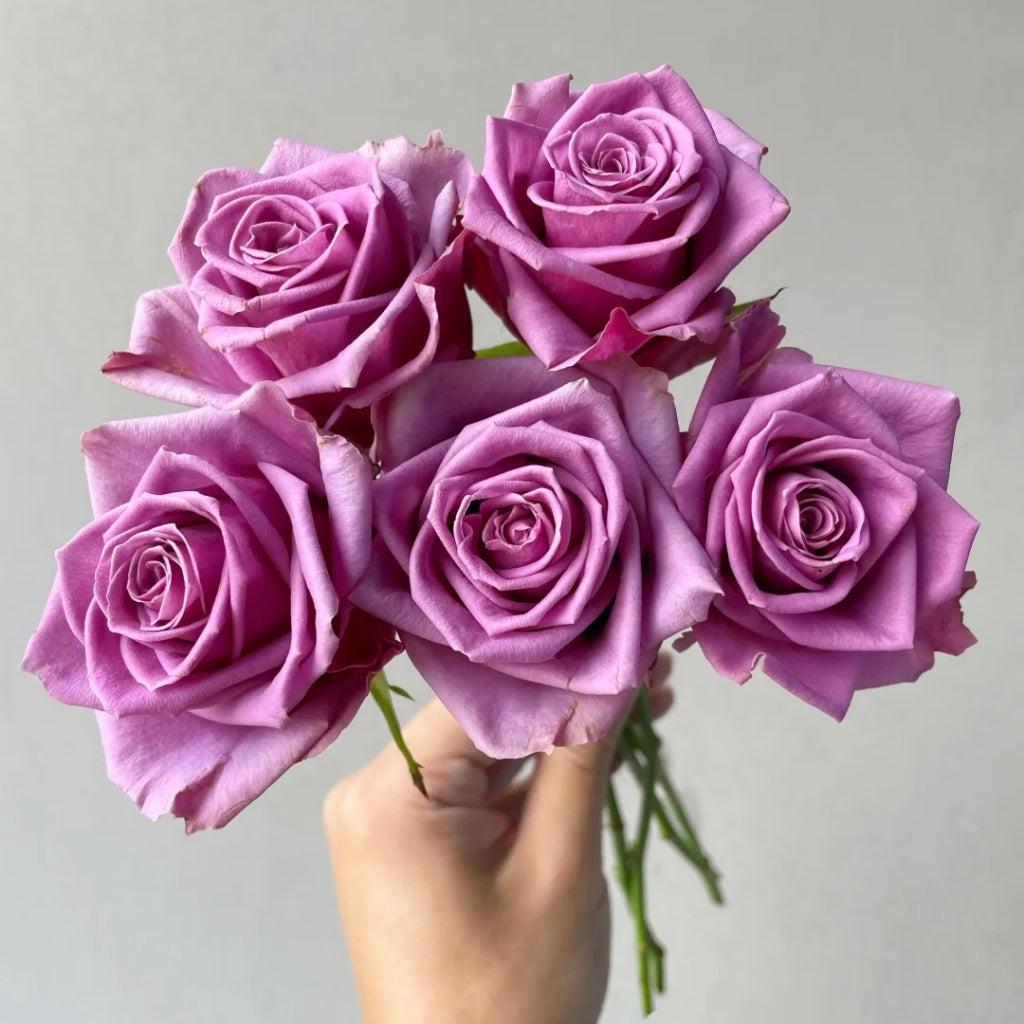 Nocturne Rose