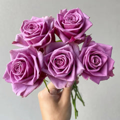 Nocturne Rose