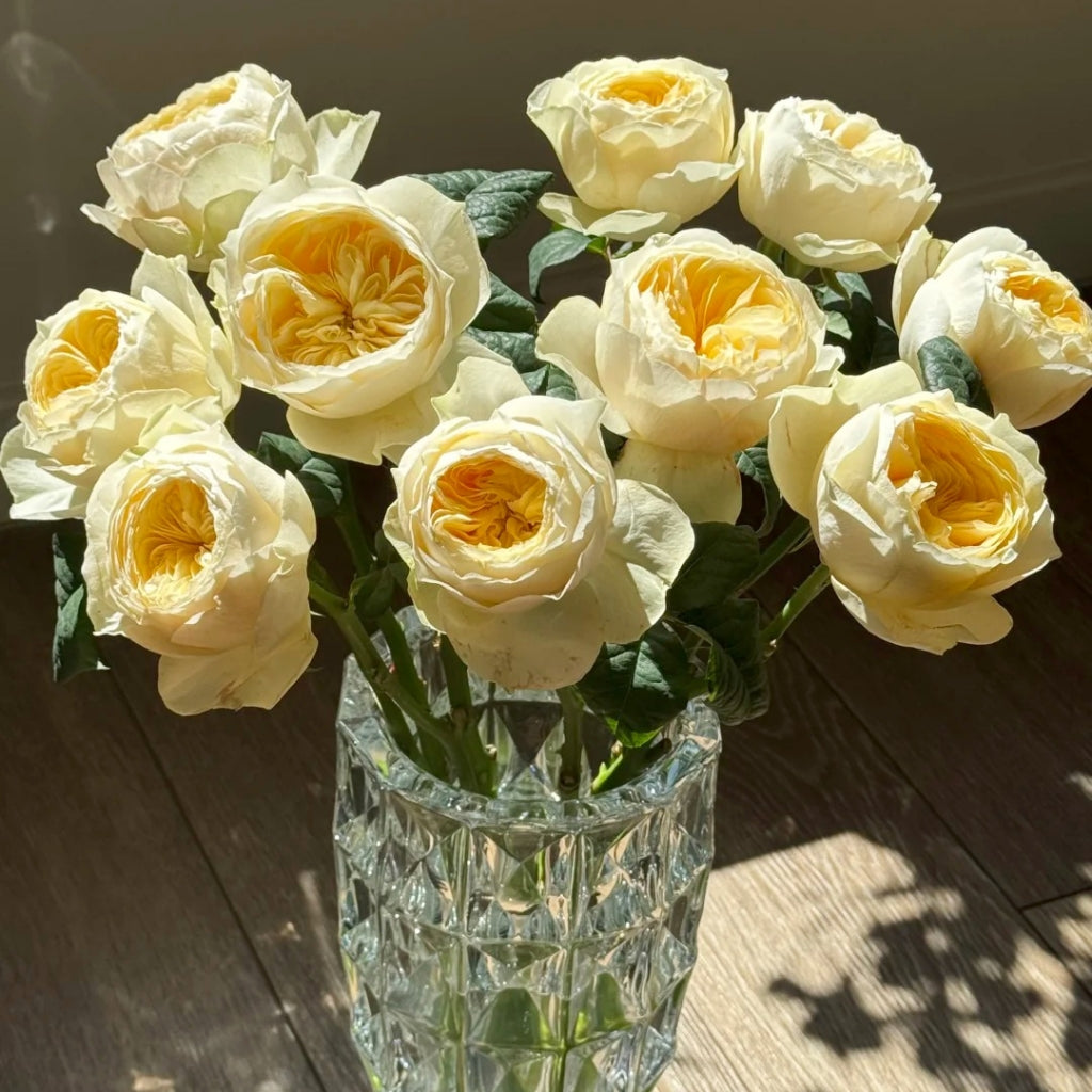 Nona Rose