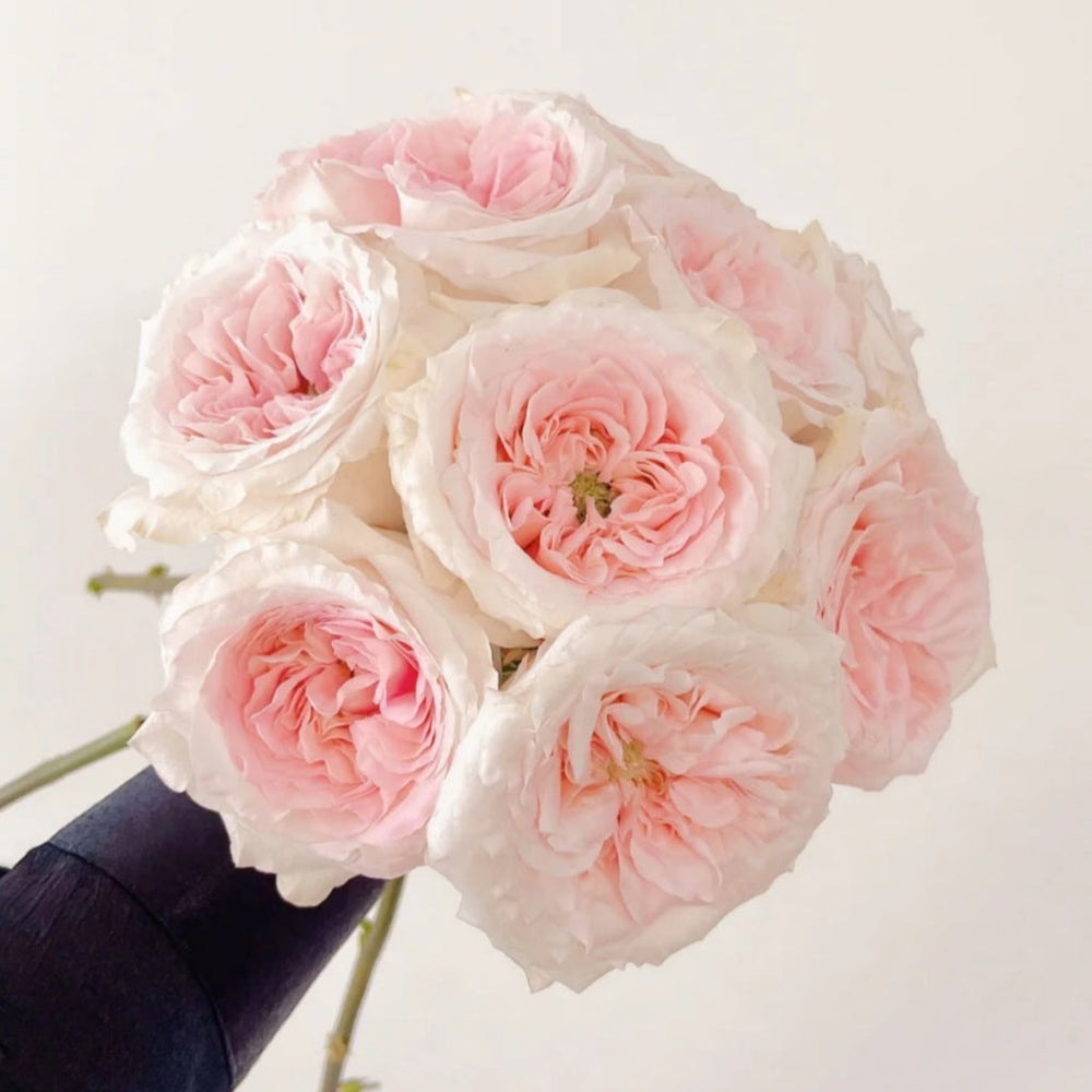 Norma Jean Rose