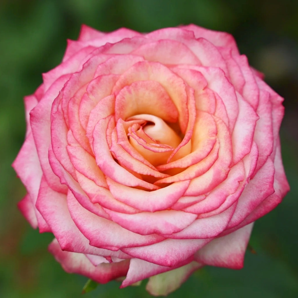 Norway Forest Rose
