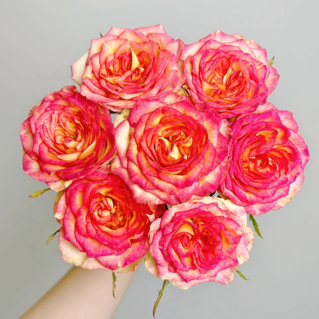 Norway Forest Rose