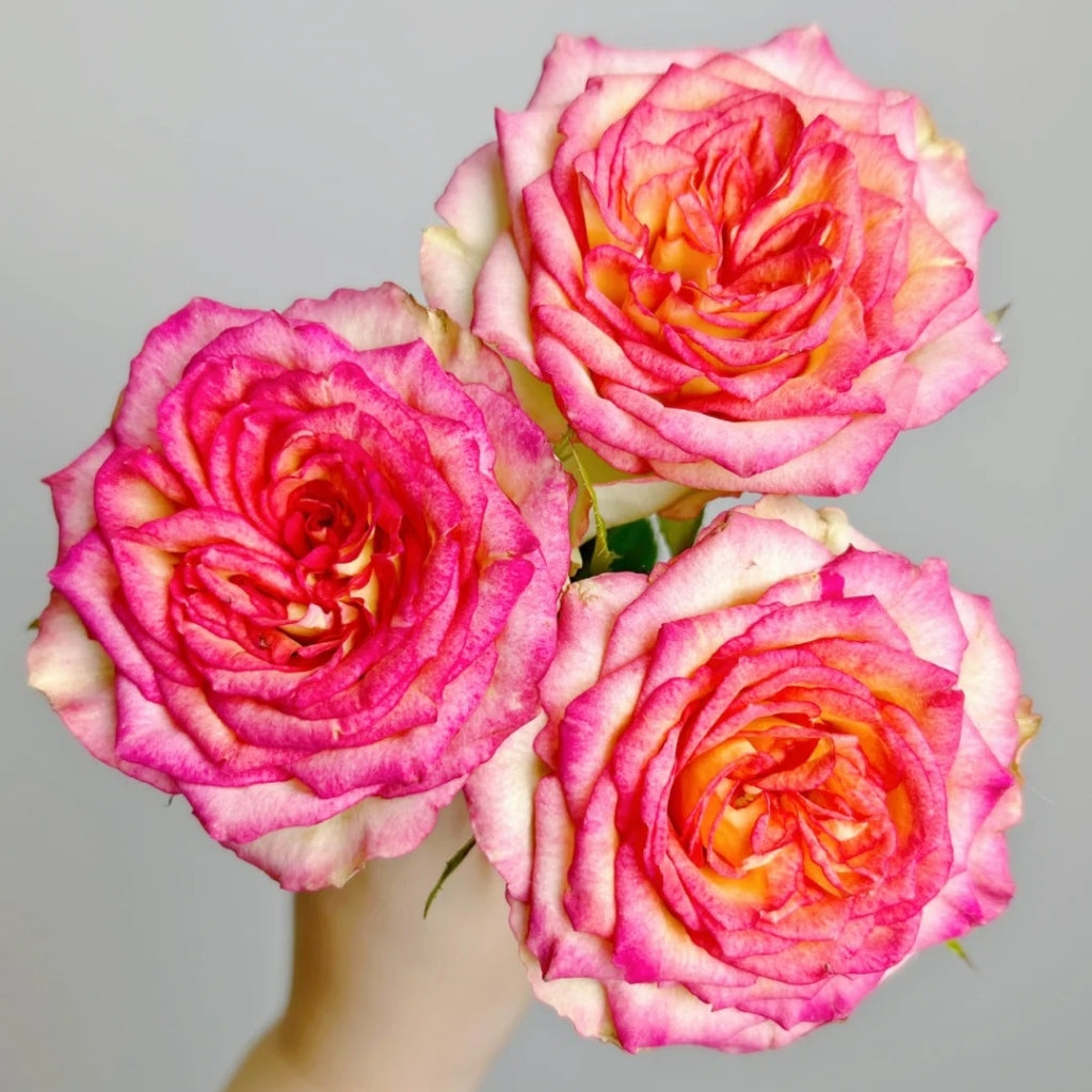 Norway Forest Rose