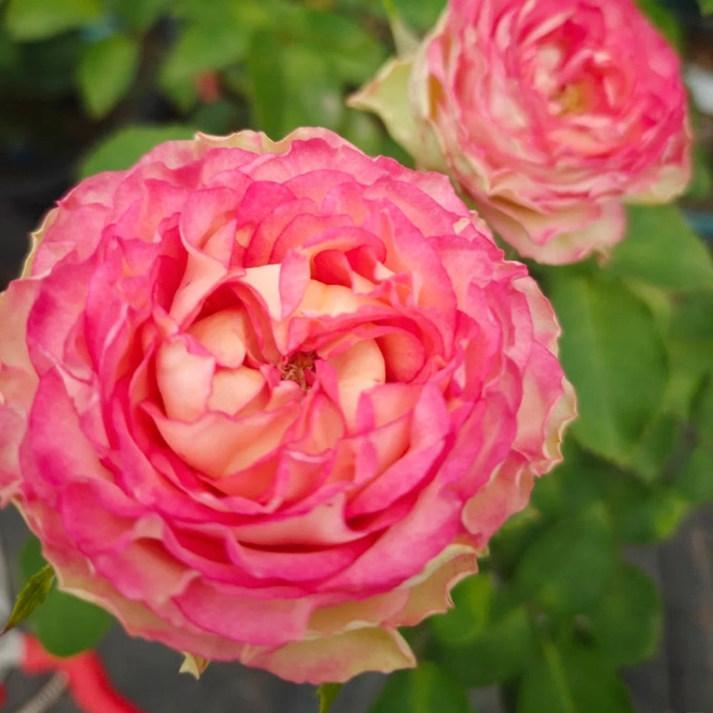 Norway Forest Rose