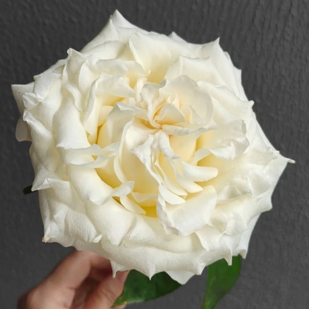 Notebook Rose