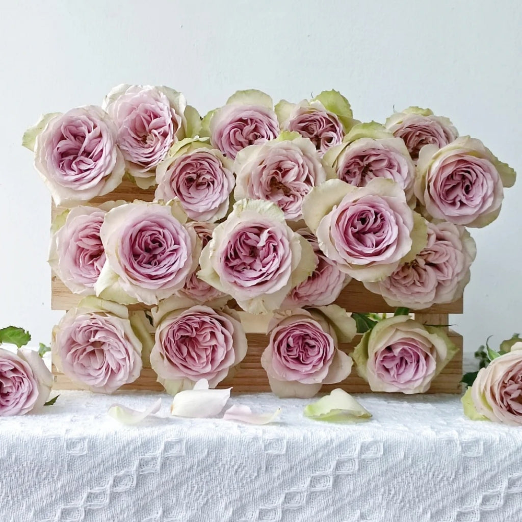 Notre Dame Rose