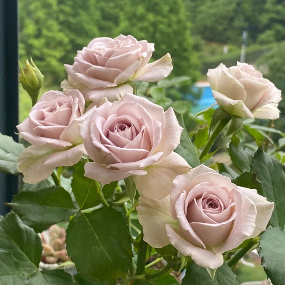 Notre Dame Rose