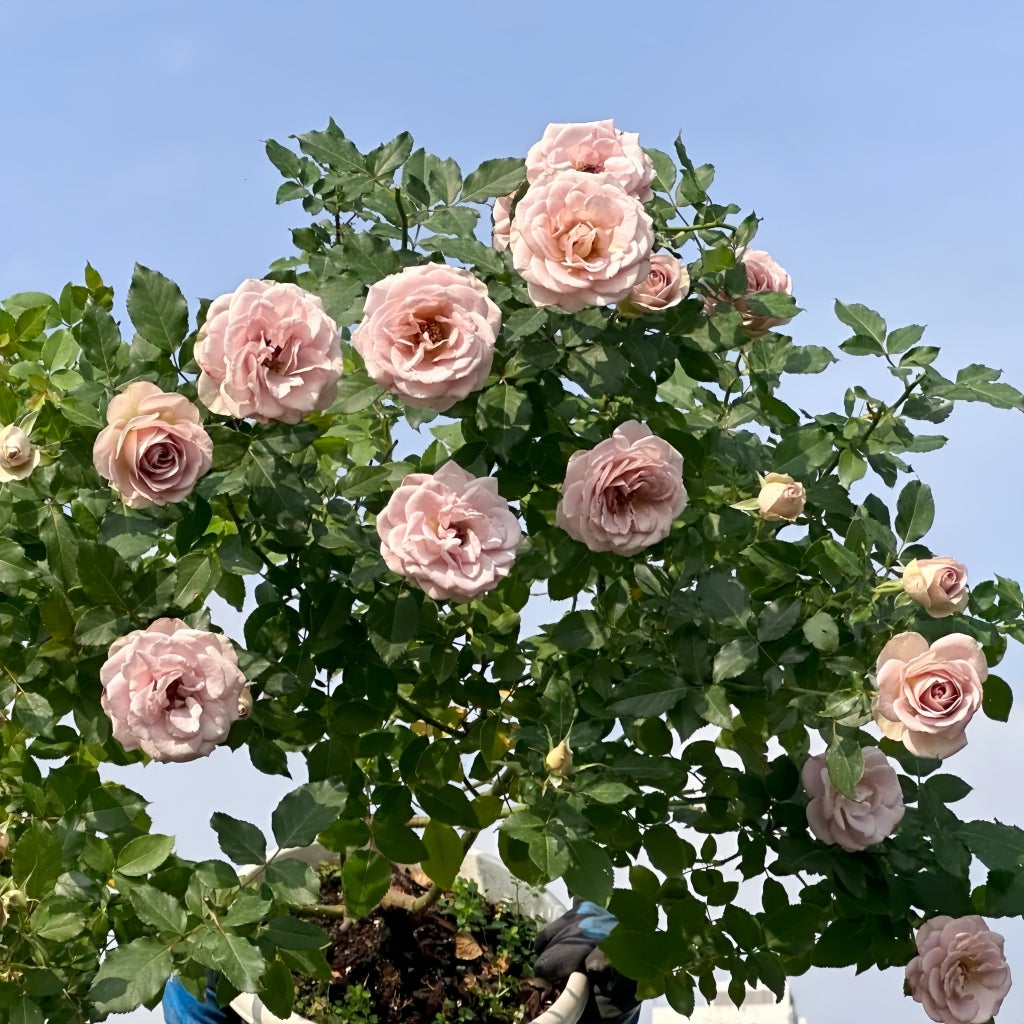 Notre Dame Rose