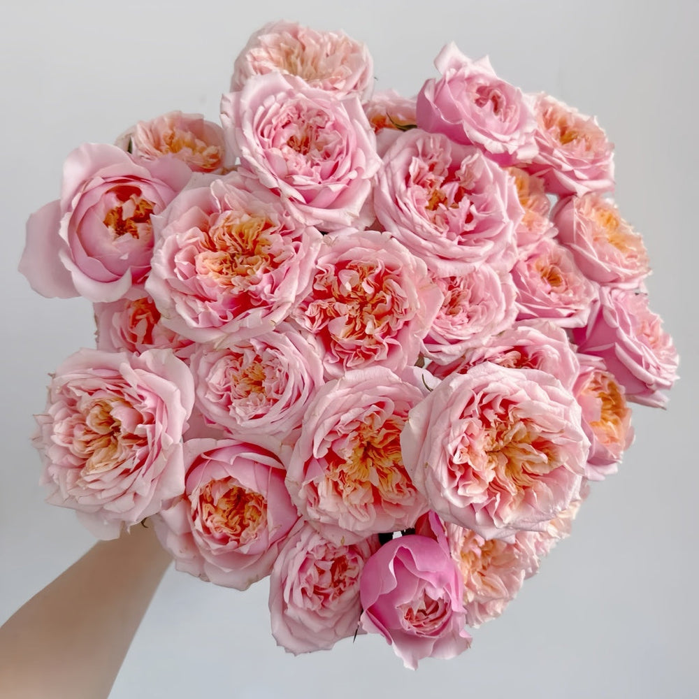 Notting Hill Rose