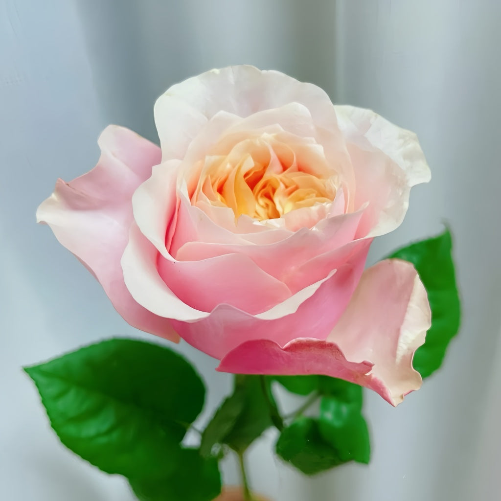 Notting Hill Rose