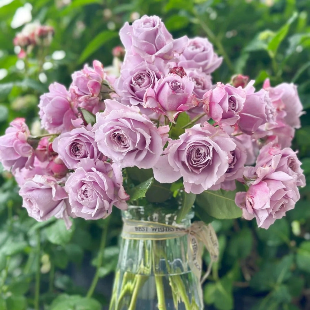 Novalis Rose