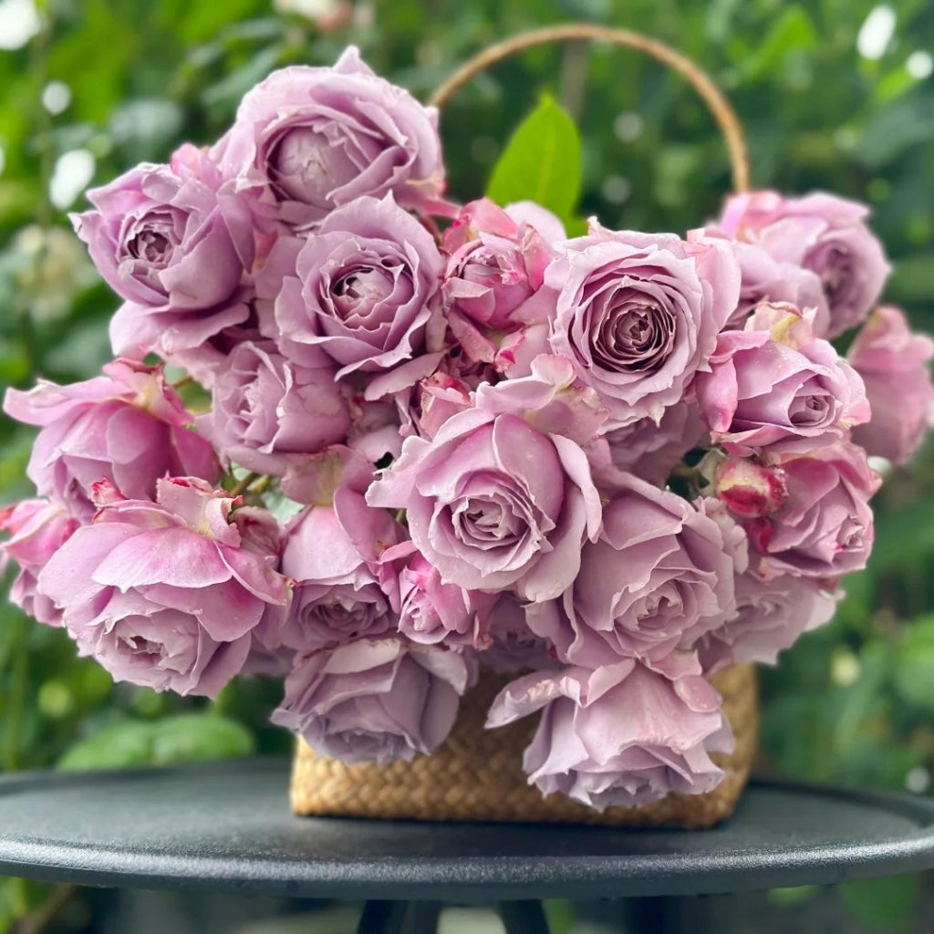 Novalis Rose