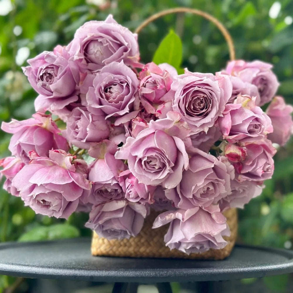 Novalis Rose