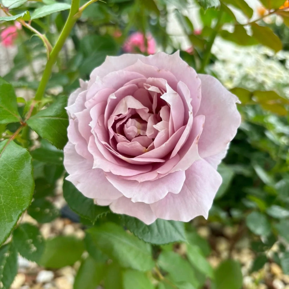 Novalis Rose