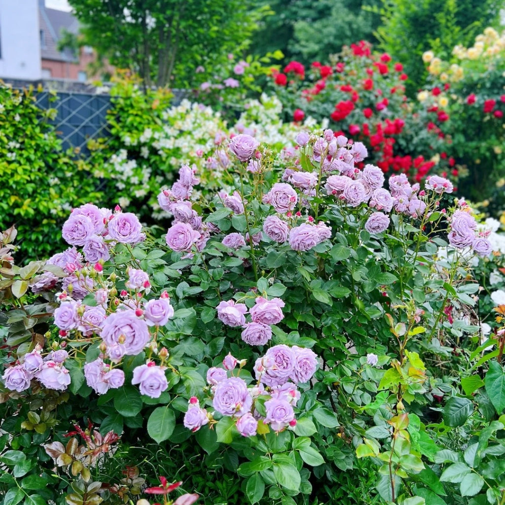 Novalis Rose