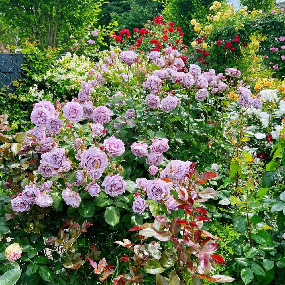 Novalis Rose