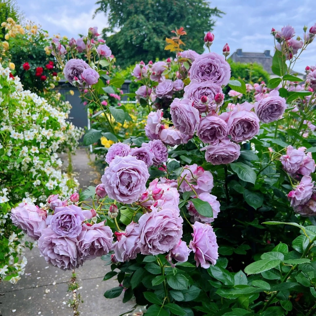 Novalis Rose