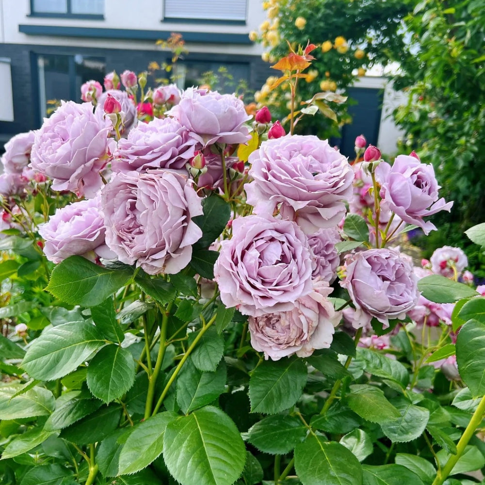 Novalis Rose