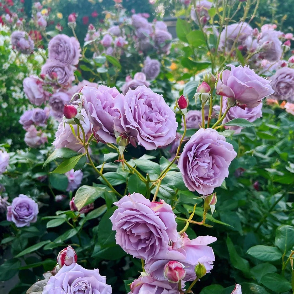 Novalis Rose