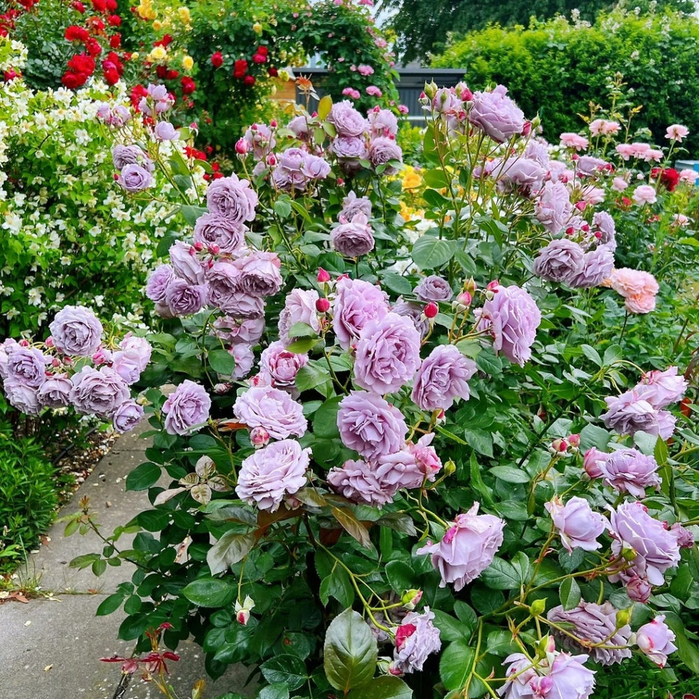 Novalis Rose