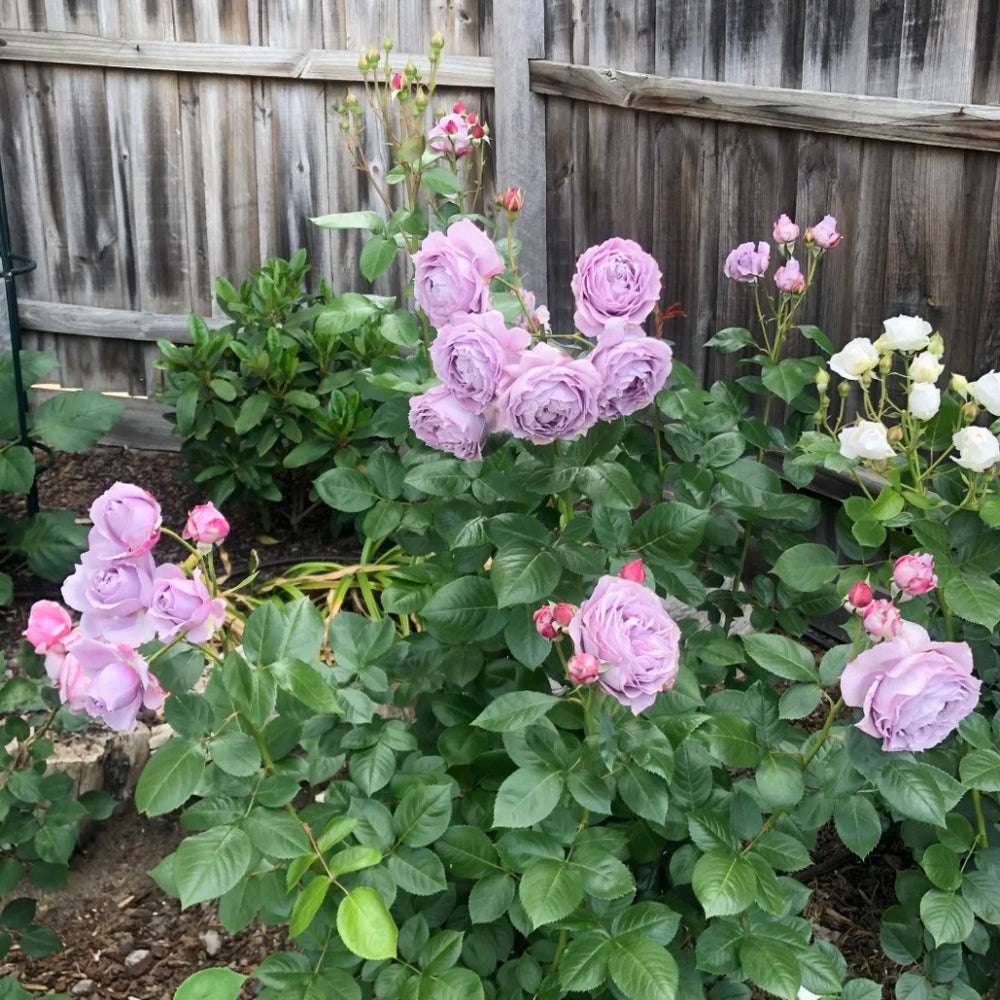 Novalis Rose