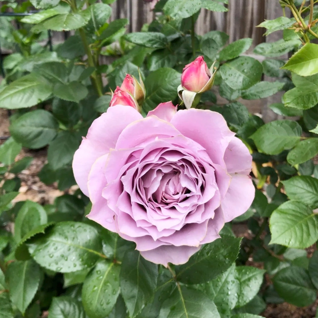 Novalis Rose