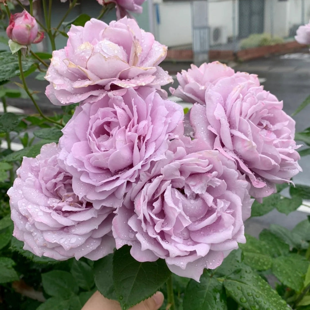 Novalis Rose