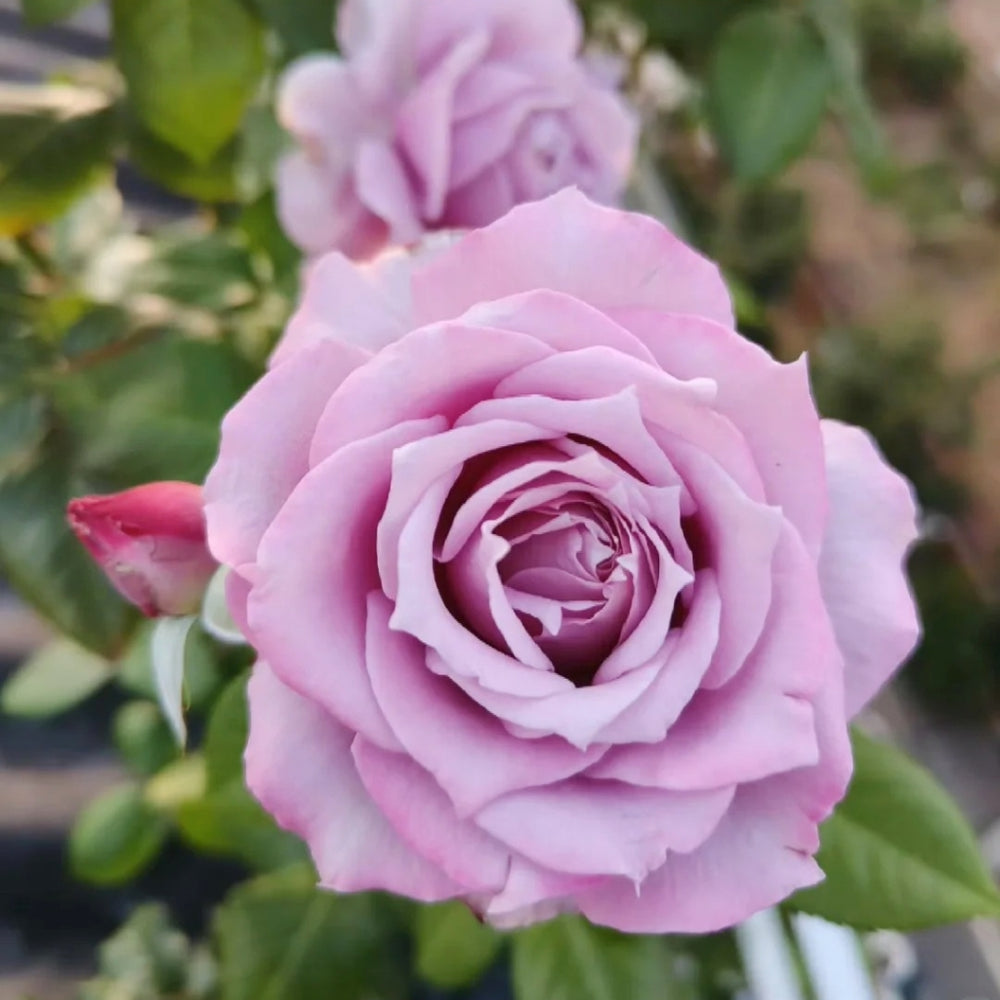 Novalis Rose