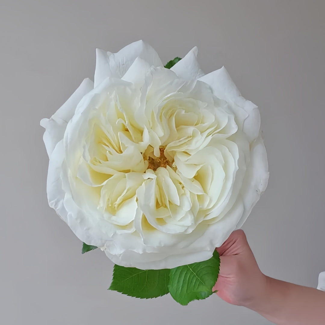 Nozari Rose
