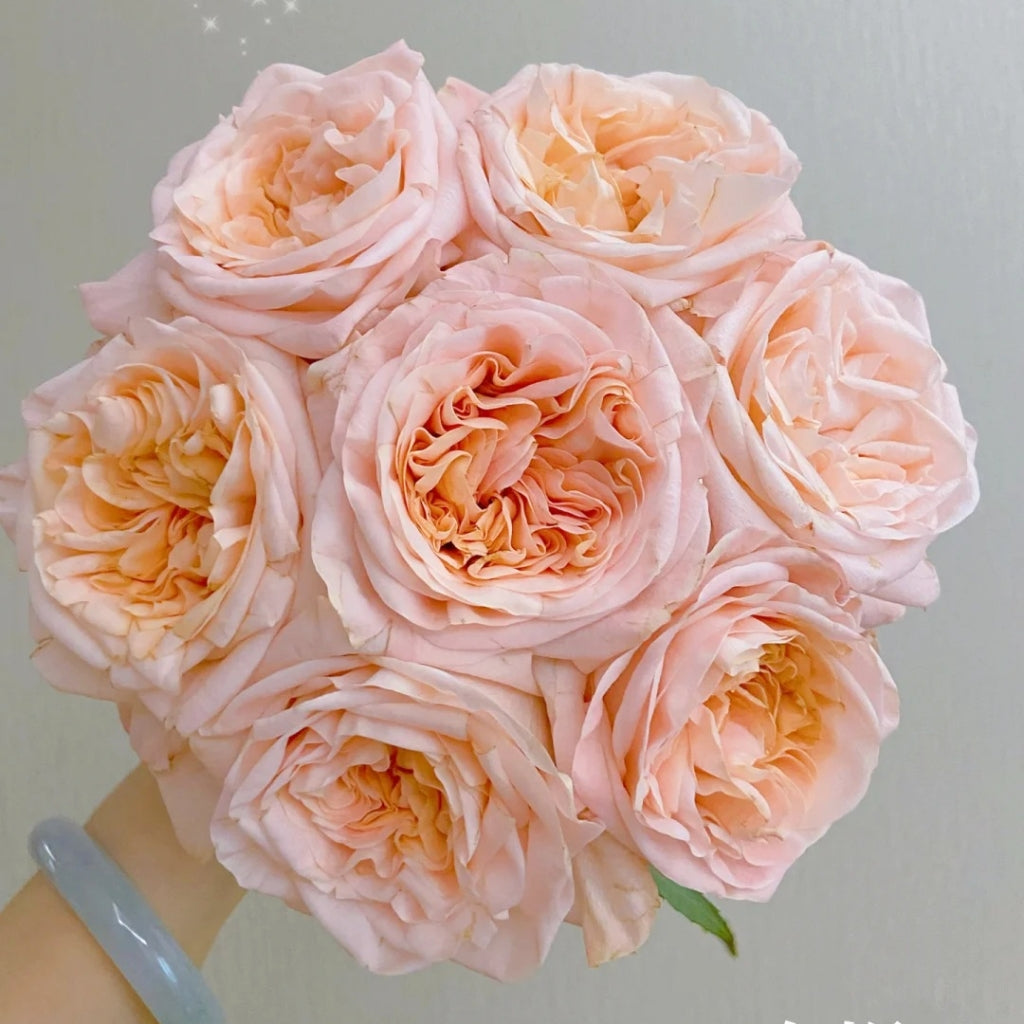 Nuwa Rose