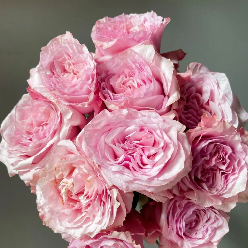 Ocean Breeze Rose