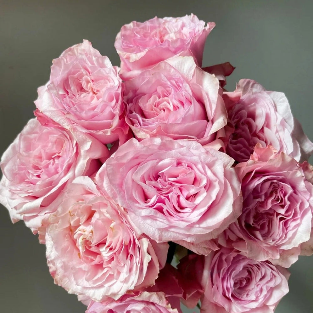 Ocean Breeze Rose