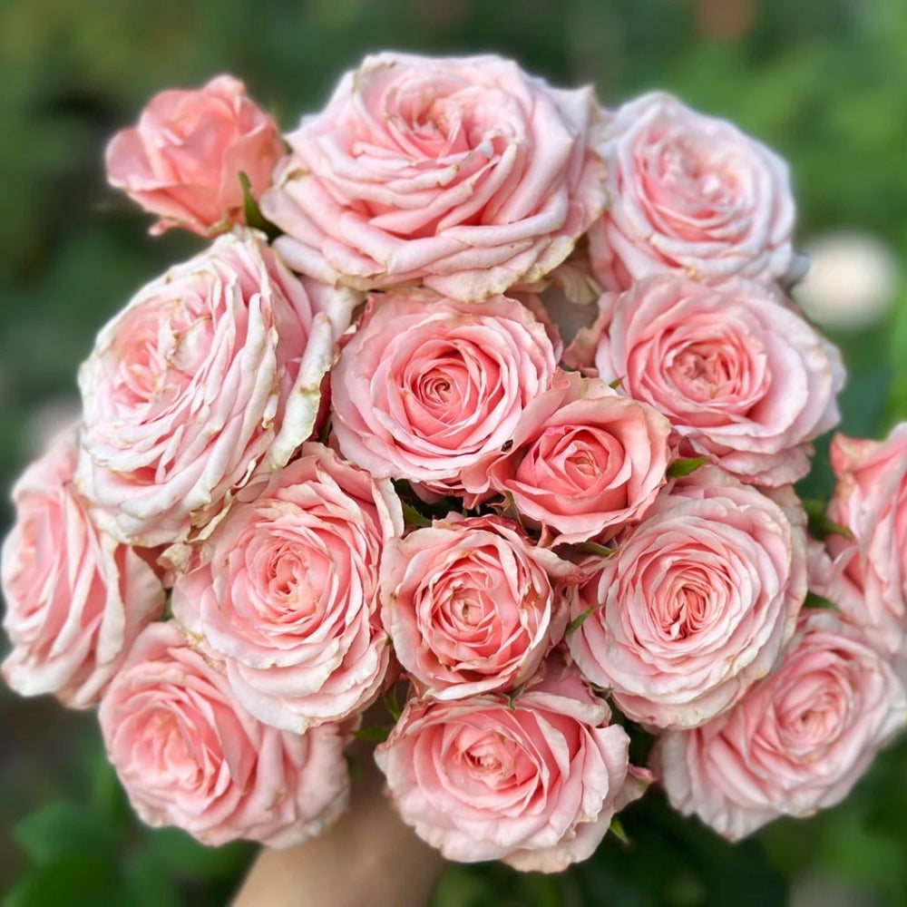 Ocean Breeze Rose