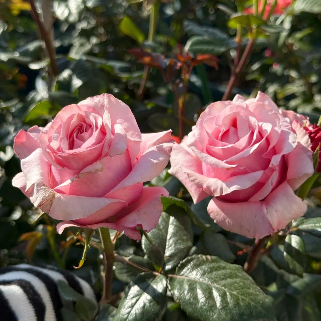 Ocean Breeze Rose