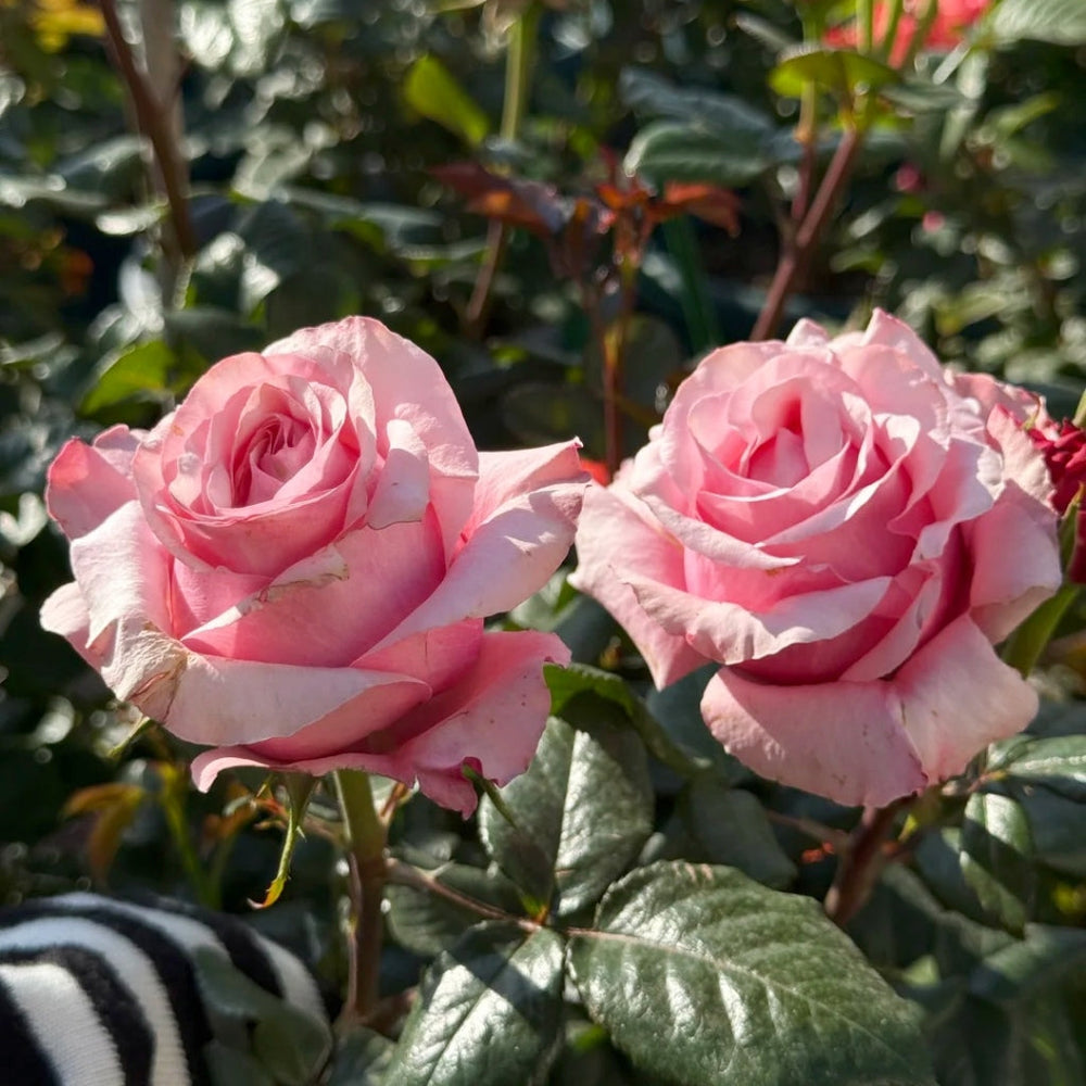Ocean Breeze Rose