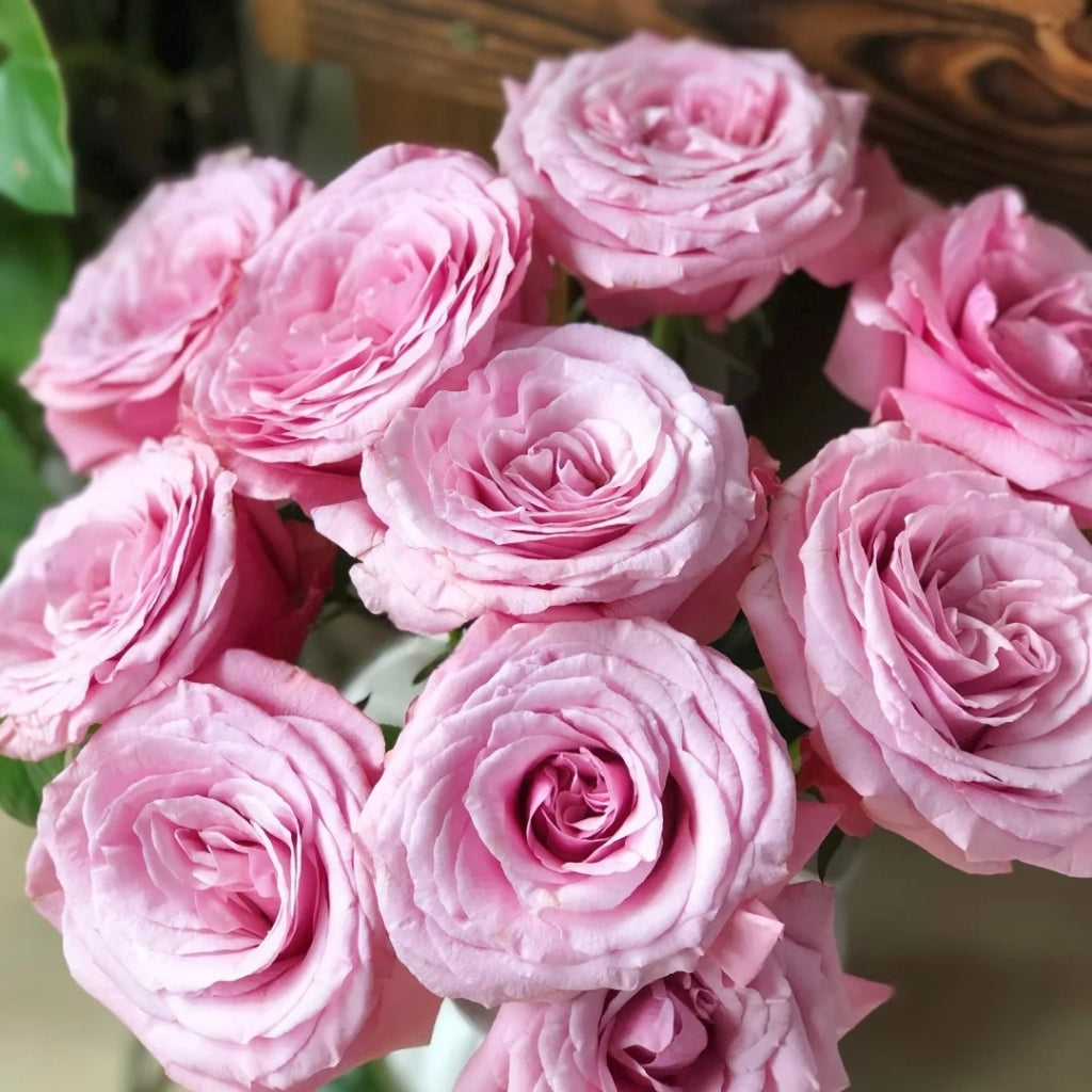 Ocean Breeze Rose