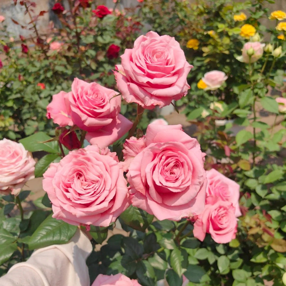 Ocean Breeze Rose
