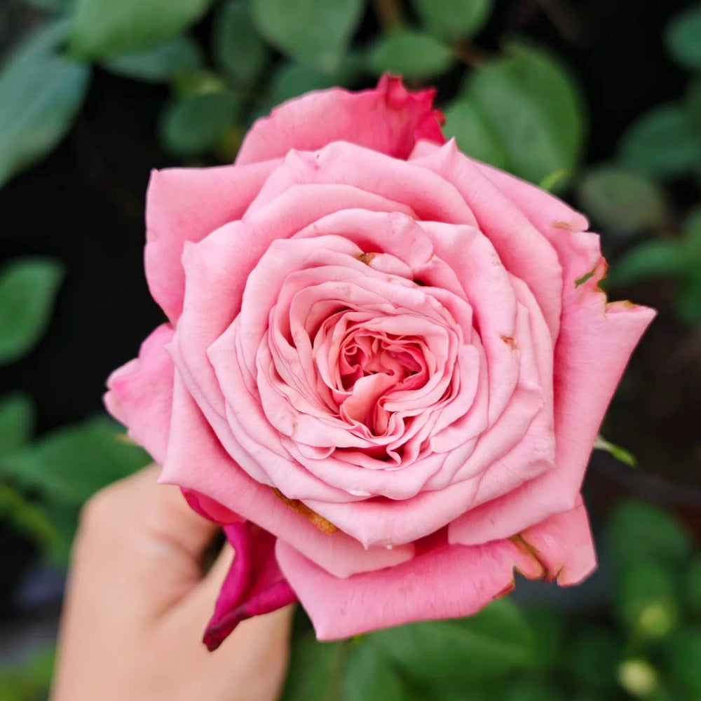 Ocean Breeze Rose