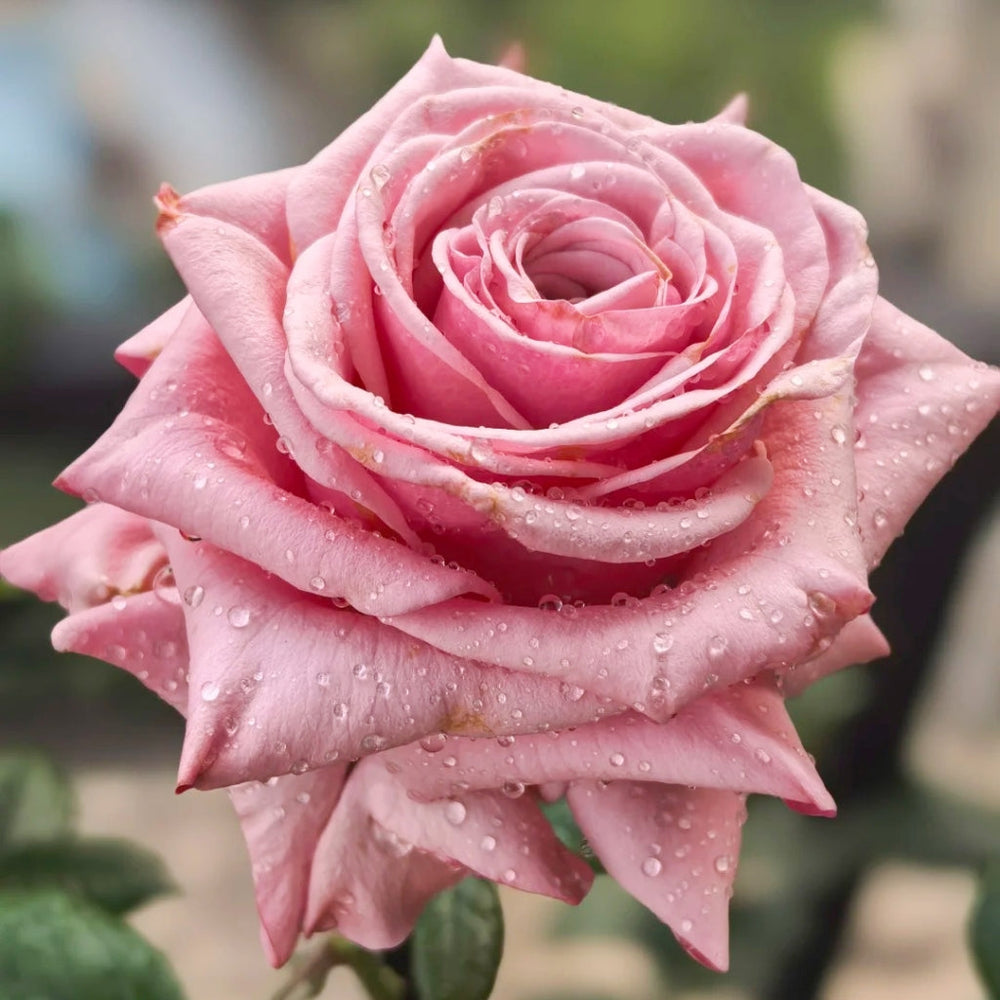 Ocean Breeze Rose