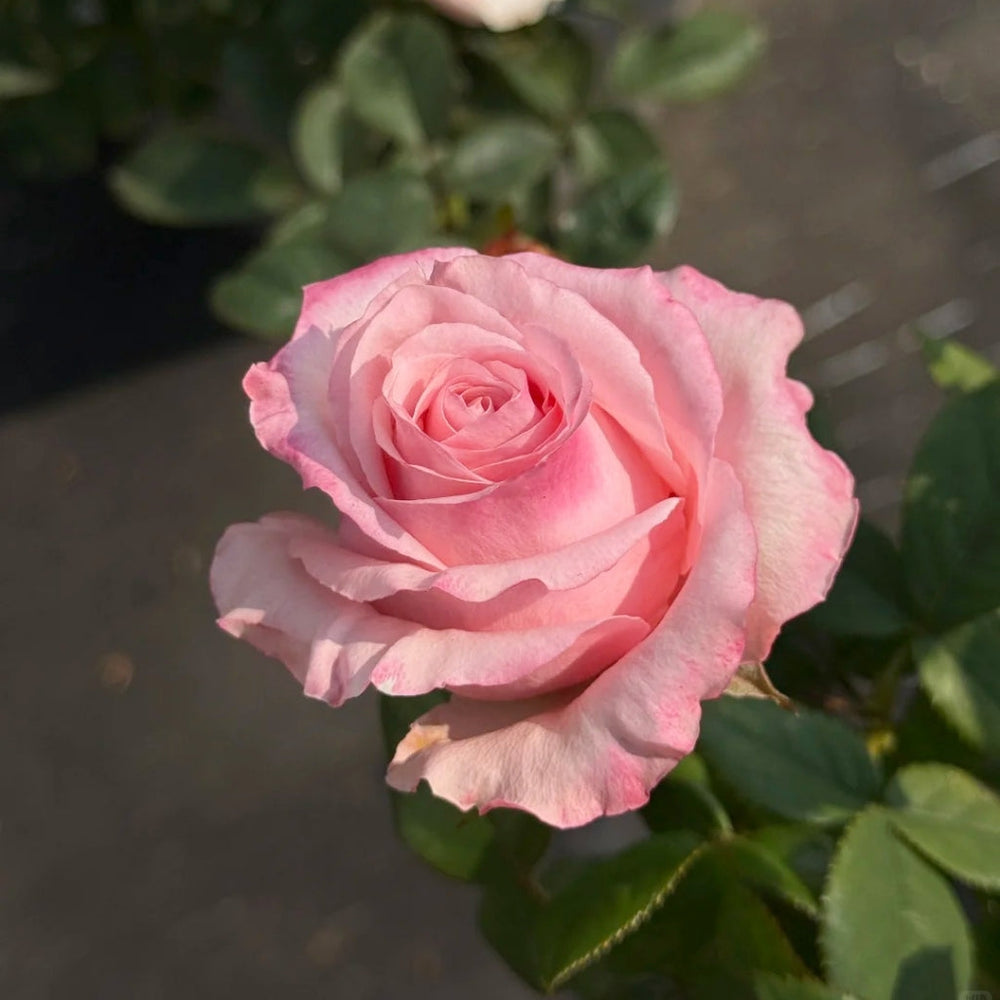 Ocean Breeze Rose