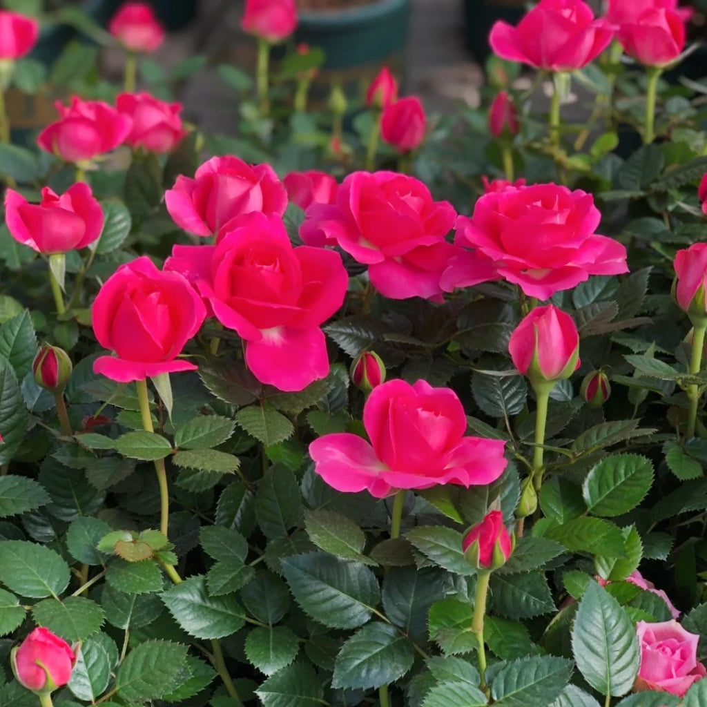 Ocean Ovation Rose