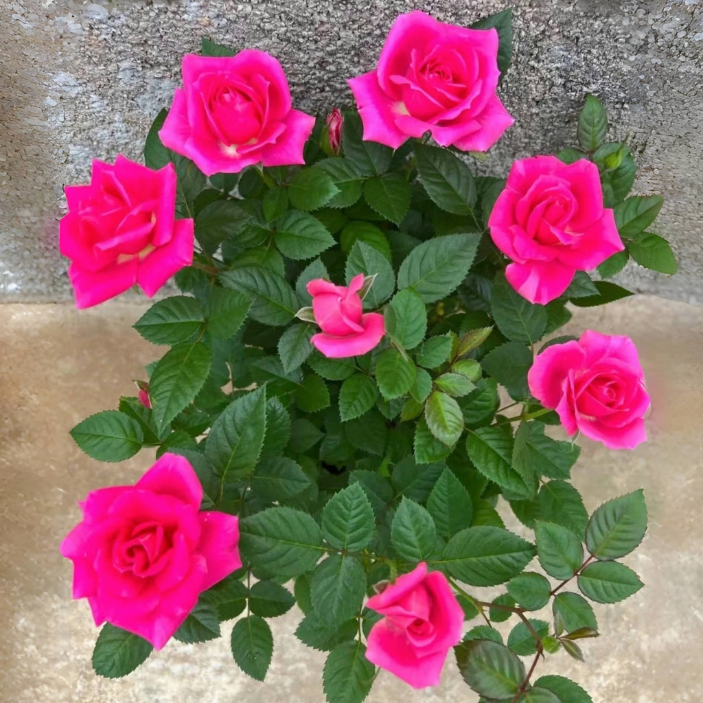 Ocean Ovation Rose