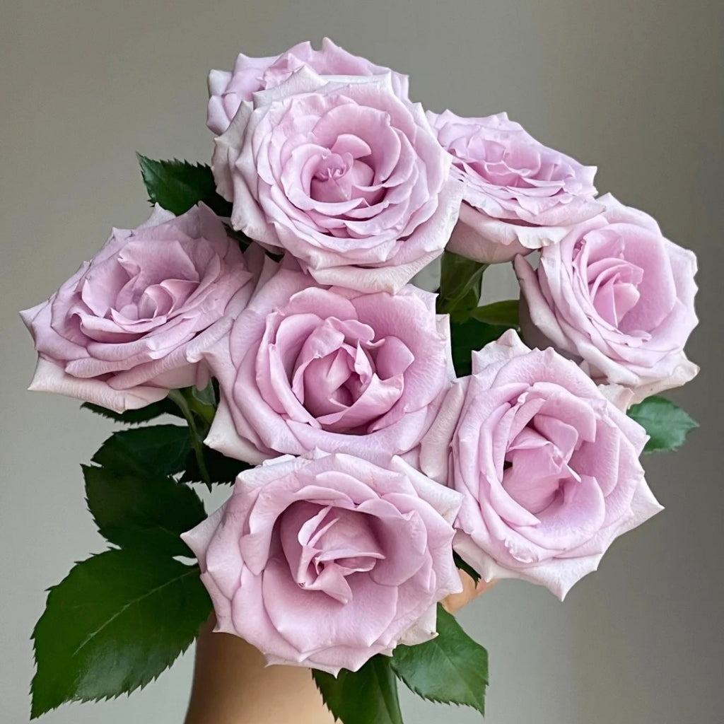 Ocean Song Rose