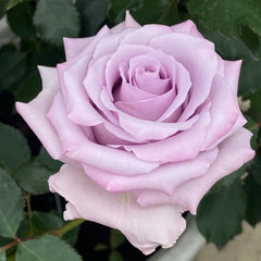 Ocean Song Rose