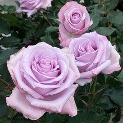 Ocean Song Rose
